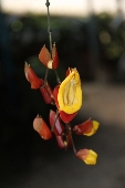 Hoa Đà Lạt - 3