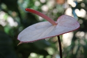 Hoa Đà Lạt - 4