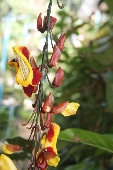 Hoa Đà Lạt - 1