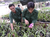 Dân quân Phường 10 trồng lan.